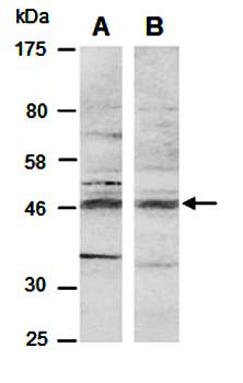 BHLHE40 (vPairTM) Antibodies