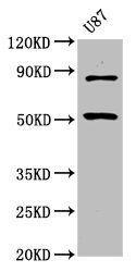 BHLHE41 Antibody