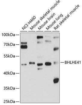 BHLHE41 antibody