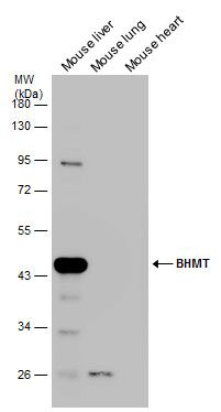 BHMT Rabbit Polyclonal Antibody