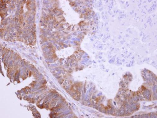 BHMT Rabbit Polyclonal Antibody