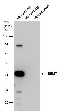 BHMT Rabbit Polyclonal Antibody