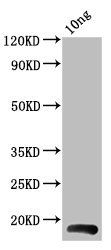 BHRF1 Antibody