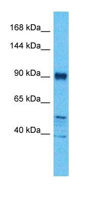 BICC1 antibody