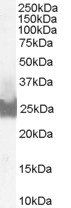 Goat anti-BID Antibody