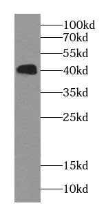 Bif-1 antibody