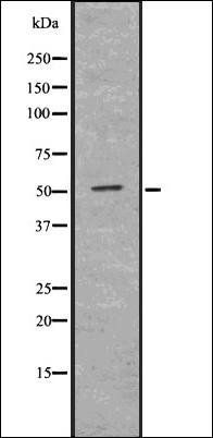 BIGM103 antibody