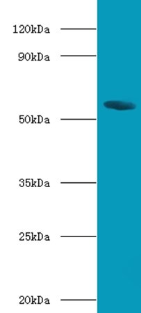 Bile acid R antibody (Biotin)