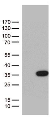 Bim (BCL2L11) antibody