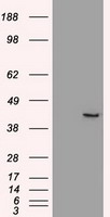 Bim (BCL2L11) antibody