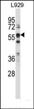 BIN1 antibody