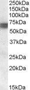Goat anti-BIN1 Antibody