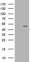 BIN3 antibody