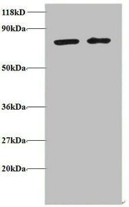 BLOC1S1 Antibody