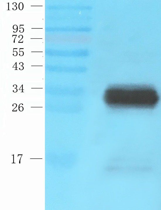 birA antibody