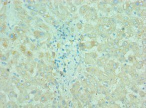BIRC2 Antibody