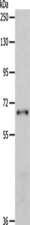 BIRC2 antibody