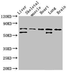 BIRC2 antibody