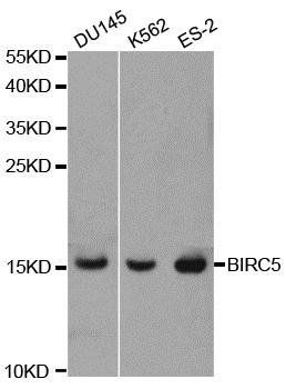 BIRC5 antibody