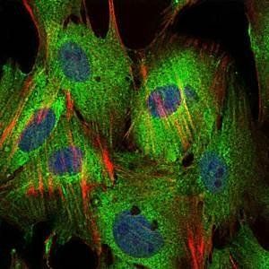 BIRC5 Antibody