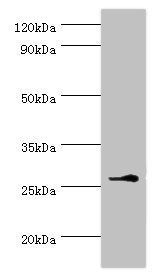 BIRC8 antibody