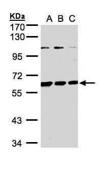BIVM Rabbit Polyclonal Antibody
