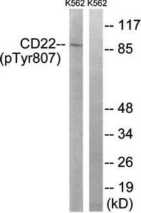 BL-CAM (phospho-Tyr807) antibody