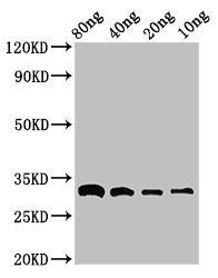 bla antibody