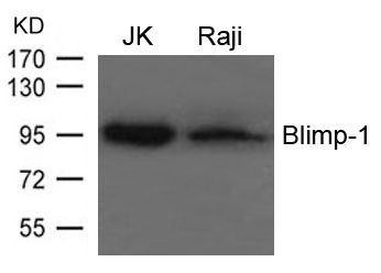 Blimp-1 antibody