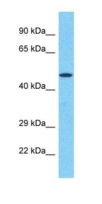 BLK antibody