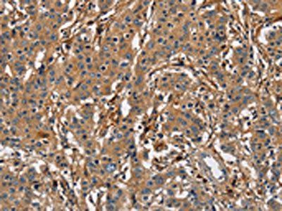 BLK Antibody