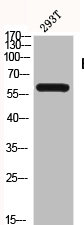 BLK antibody