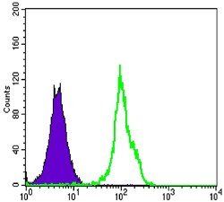 BLK Antibody