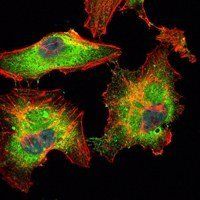BLK Antibody