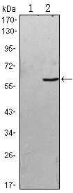 BLK Antibody