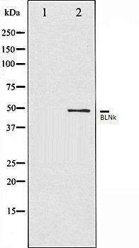 BLNk antibody