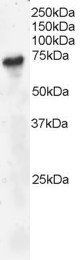 Goat anti-BLNK / SLP-65 Antibody