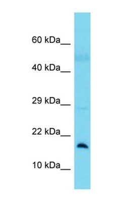 BLOC1S1 antibody