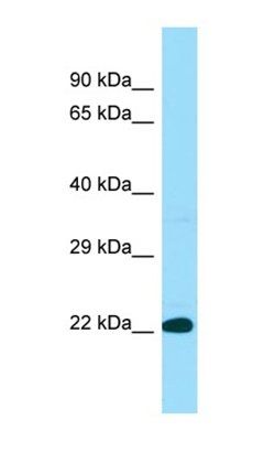 BLOC1S3 antibody