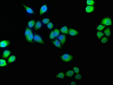 BLVRB Antibody