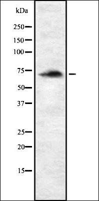 BMAL1 antibody
