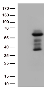 BMAL1 Antibody