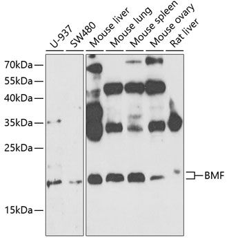 BMF antibody