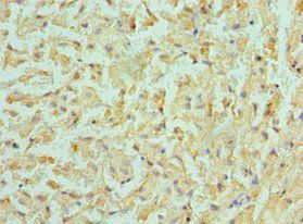 BMF antibody