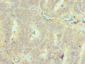 BMF Antibody