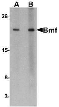 Bmf Antibody
