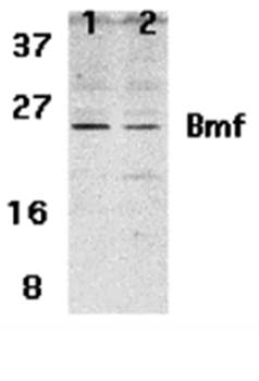 Bmf Antibody