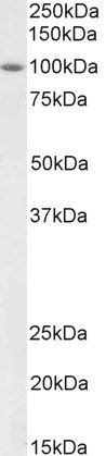 Goat anti-BMP1 (aa284-296) Antibody