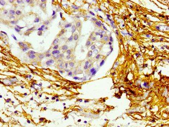 BMP10 Antibody