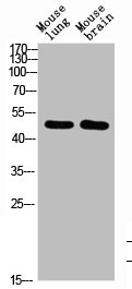 BMP10 antibody